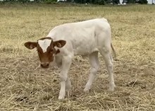 Heifer Calf - Jackpot Jumper x The Flying Ace