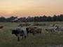 Dusk on the ranch.